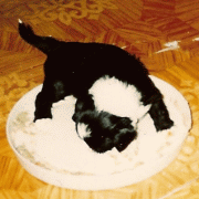 any2.gif(19 kb)